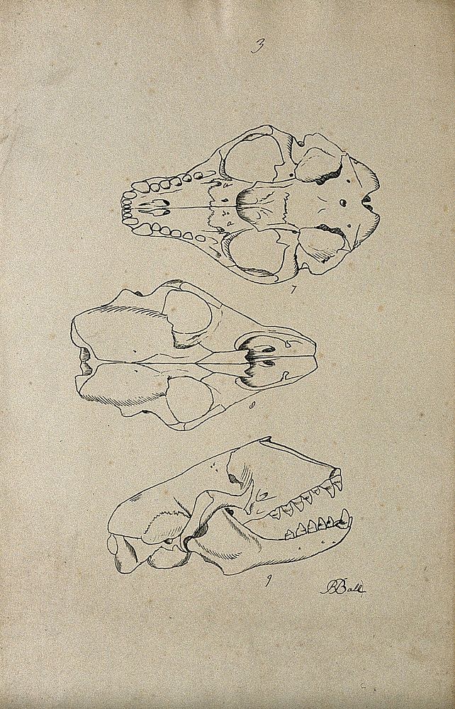 Animal skull, shown from beneath, above and from the side. Lithograph by R. Ball, 1857.
