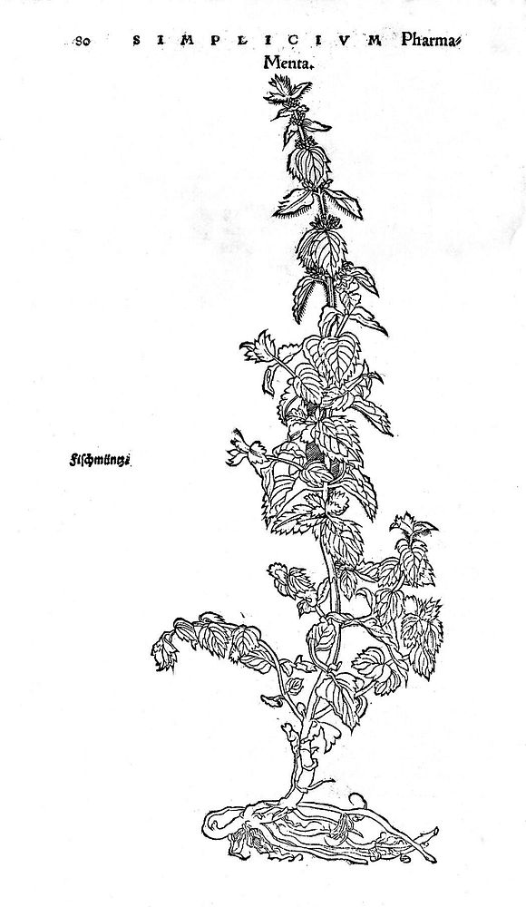 Herbarium / Oth. Brvnfelsii ; tomis tribvs exacto tandem studio, opera & ingenio, candidatis medicinae simplicis absolutum.…
