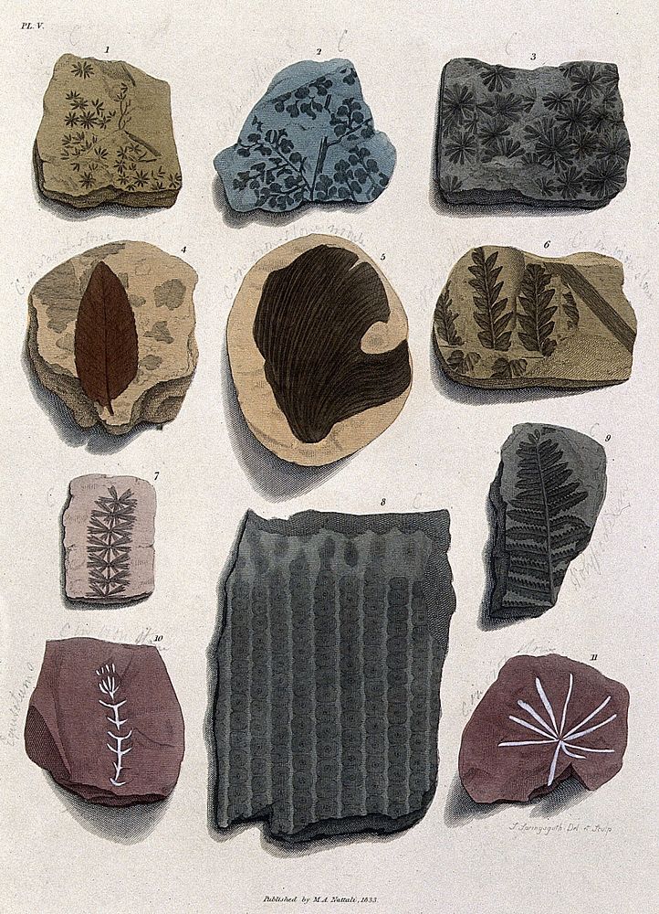 Eleven different fossilised remains of plants in schistose stones. Coloured etching by S. Springsguth.