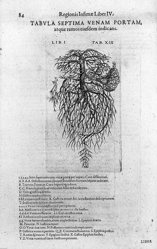 Anatomiae amphitheatrum effigie triplici, more et conditione varia, designatum. [Sectionis primae portio tertia, de anatomia…