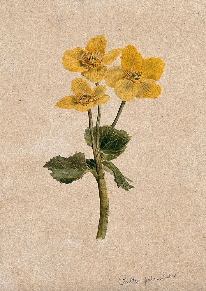Marsh marigold or kingcups (Caltha palustris): flowering stem. Watercolour.