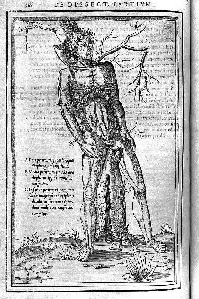 De dissectione partium corporis humani libri tres / à Carolo Stephano, ... Una cum figuris et incisionum declarationibus, a…