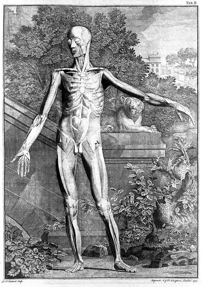 Tables of the skeleton and muscles of the human body ... / Translated from the Latin.