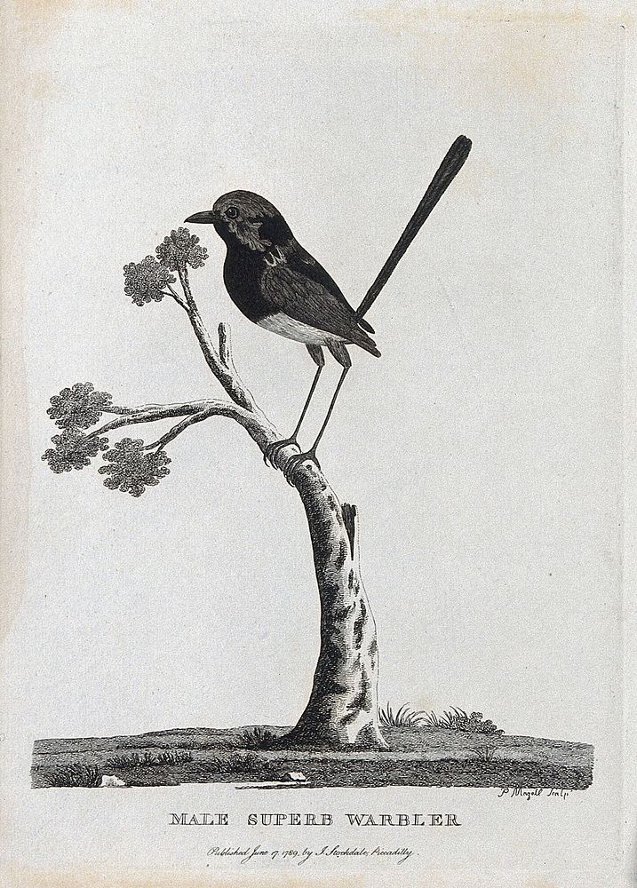 A male superb warbler sitting on a branch of a tree. Etching by P. Mazell.