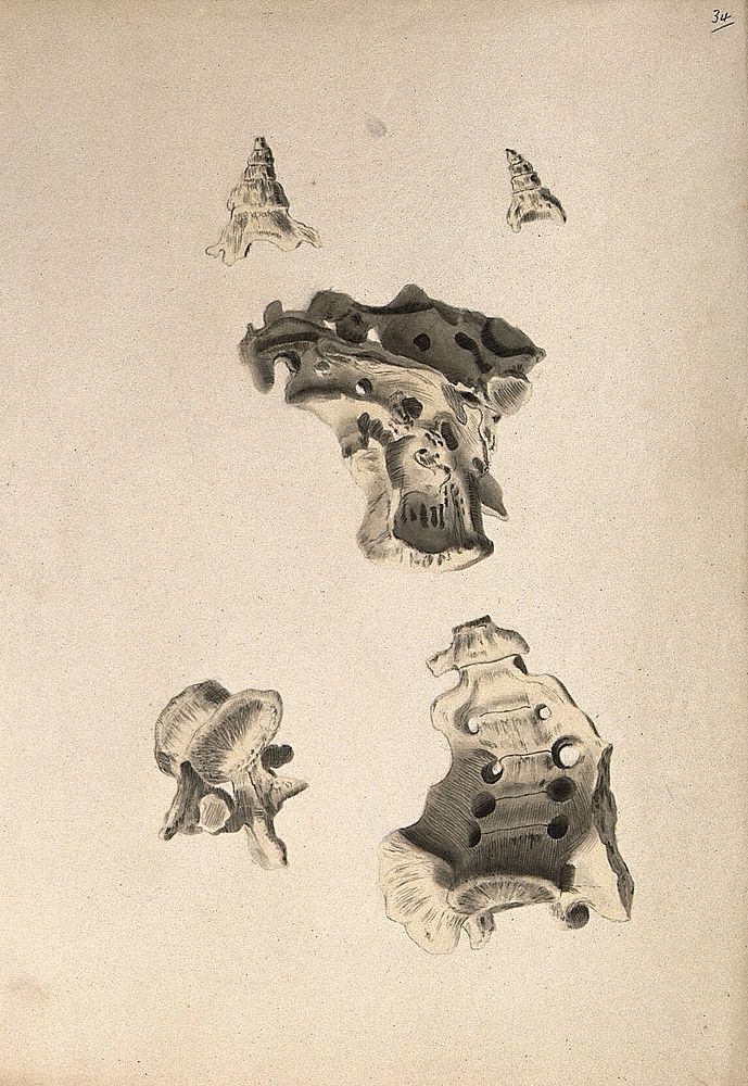 Sacrum: five figures. Ink and watercolour, 1830/1835, after W. Cheselden, ca. 1733.