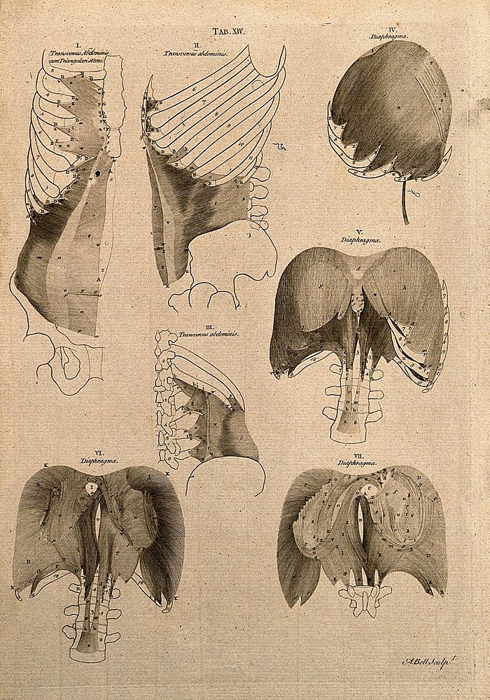 Diaphragm and abdominal muscles: 7 figures. Line engraving by A. Bell after B.S. Albinus, 1777.