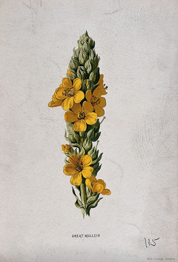 Common mullein (Verbascum thapsus): flowering stem. Chromolithograph, c. 1877, after F. E. Hulme.