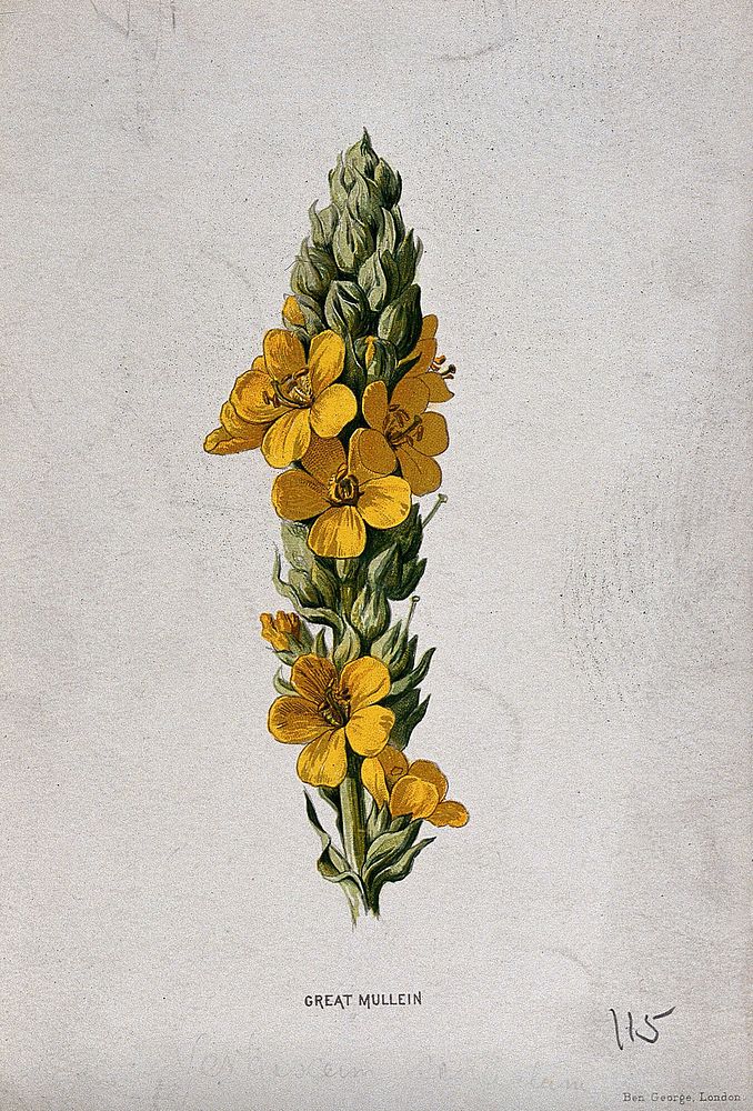 Common mullein (Verbascum thapsus): flowering | Free Photo Illustration ...