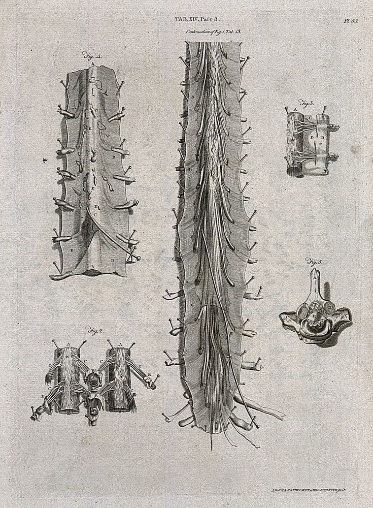 The spinal cord: five figures. Line engraving by A. Bell after G. Bidloo, 1798.