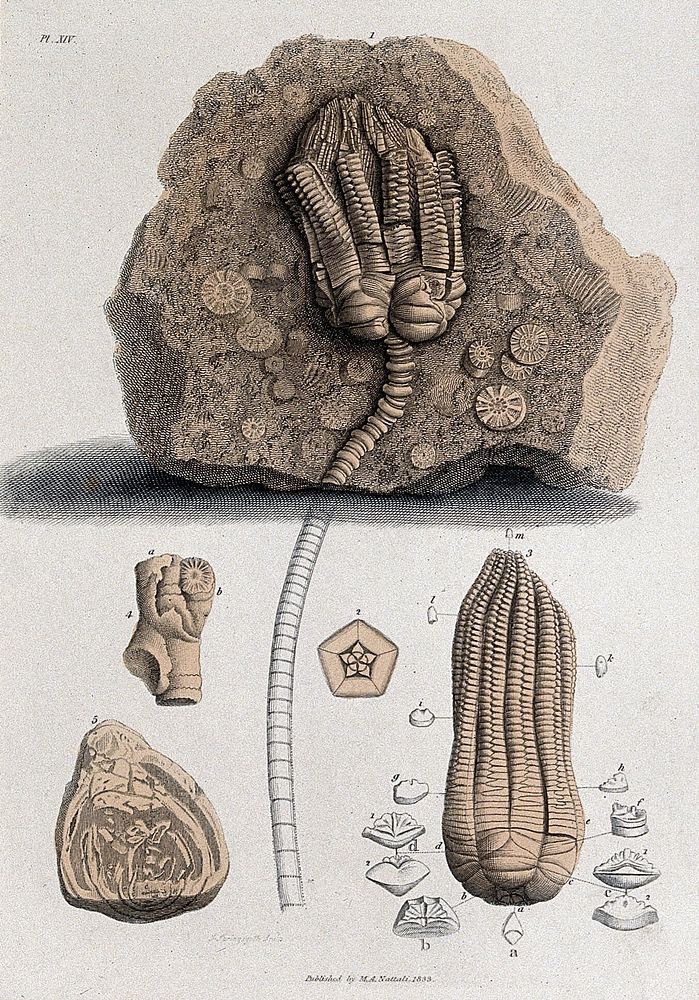 Geology: fossil remains in stone. Coloured engraving by S. Springsguth after M. Sheffield.