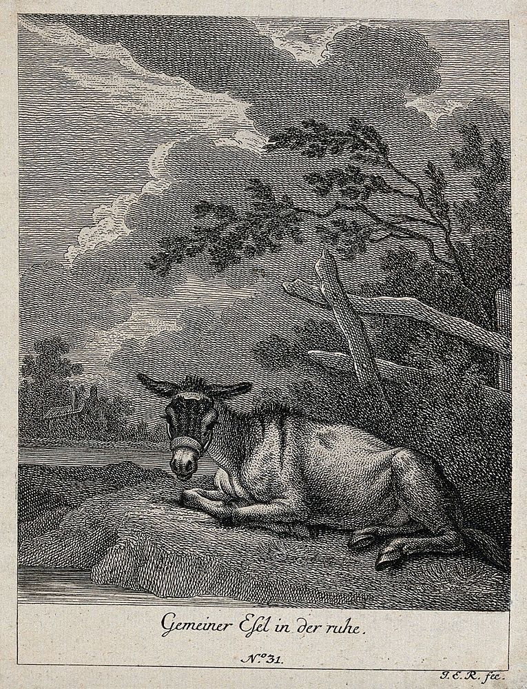 A donkey resting in a paddock. Etching by J. E. Ridinger.