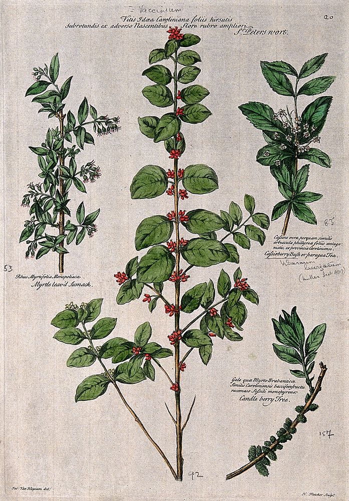 St. Peter's wort, cassioberry bush, myrtle-leaved sumach and candleberry tree. Coloured engraving by H. Fletcher, c. 1730…
