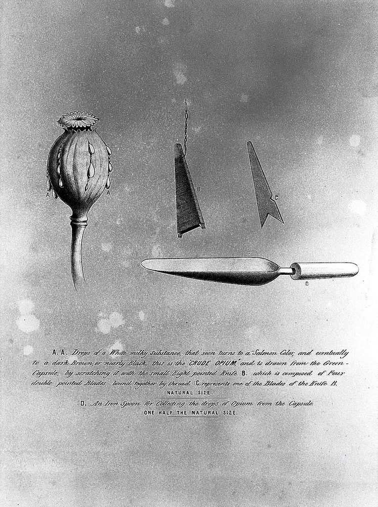 A poppy capsule oozing drops of crude opium and tools for its extraction. Lithograph, ca. 1850.