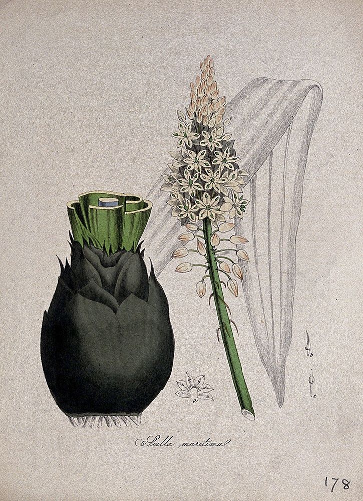 Squill or sea onion (Drimia maritima): flowering stem, bulb, leaf and floral segments. Coloured lithograph after M. A.…