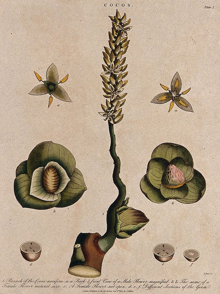 Coconut palm (Cocos nucifera): flowering stem and floral segments. Coloured etching by J. Pass, c. 1807, after J. Ihle.