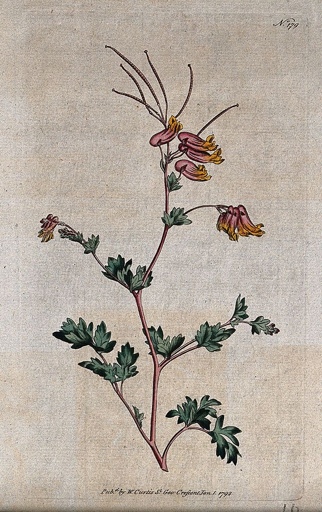 Fumitory (Fumaria glauca): flowering and fruiting stem. Coloured engraving, c. 1792.