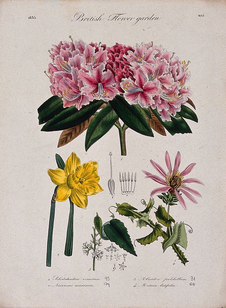 Four British garden plants, including daffodil and rhododendron: flowering stems and floral segments. Coloured etching, c.…