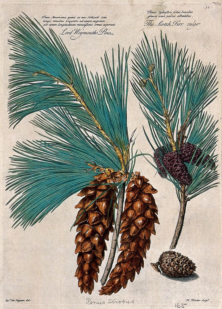 Weymouth or white pine (Pinus strobus L.) and scots pine (Pinus sylvestris L.): cones and leaves. Coloured engraving by H.…