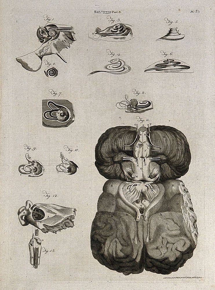 Parts of the ear, and base of the brain: thirteen figures. Line engraving by A. Bell after J. G.  Duverney, 1798.