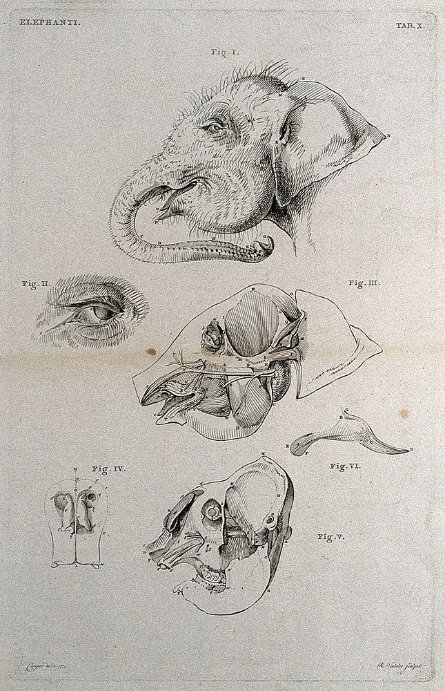 Head of an elephant: six figures, including a detail of the eye, and dissections illustrating the bones and muscles of the…