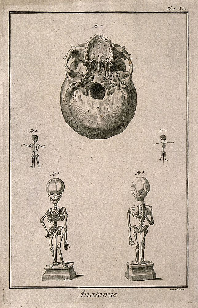 The base of the skull and foetal skeletons of different ages. Engraving by Benard, late 18th century.