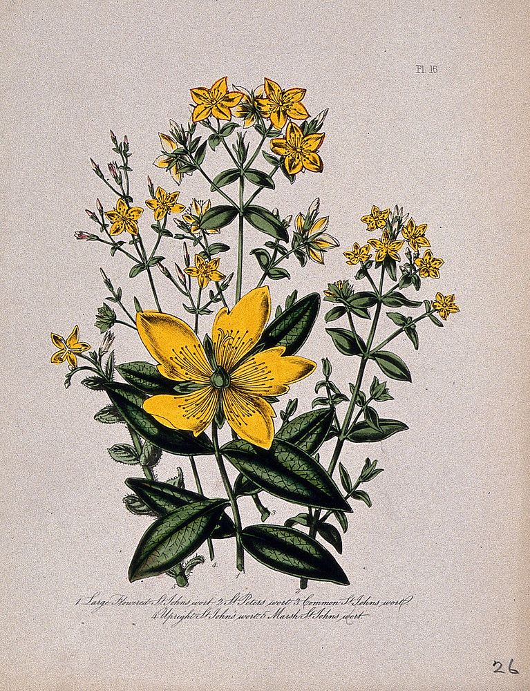 Five British wild flowers, all types of St. John's wort (Hypericum species). Coloured lithograph, c. 1846, after H.…