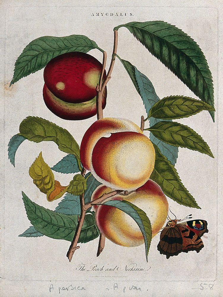 Peach (Prunus persica) and nectarine (Prunus persica var. nectarina): fruiting branches and butterfly. Coloured etching, c.…