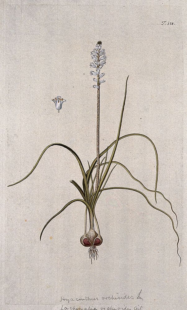A plant (Lachenalia orchioides ) related to cape cowslip: entire flowering plant with separate flower. Coloured engraving…