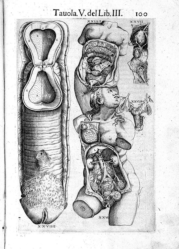 Anatomia del corpo humano / composta per M. Giouan Valuerde di Hamusco, & da luy con molte figure di rame, et eruditi…