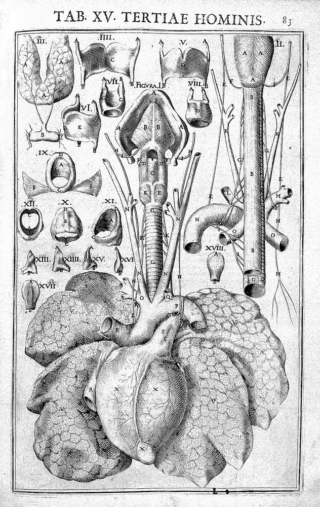 Julii Casserii Placentini ... De vocis auditusque organis historia anatomica singulari fide methodo ac industria concinnata…