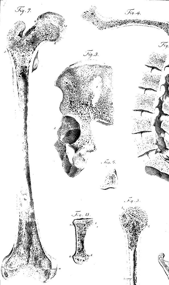 Engraving of femur from J.C. Loder's Tabulae anatomicae