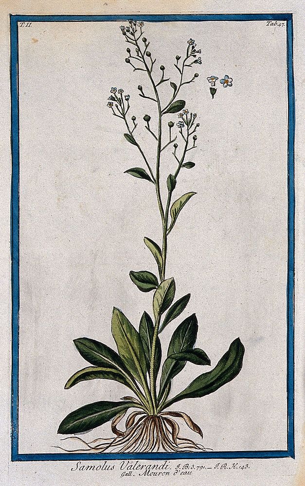 Brookweed (Samolus valerandi L.): entire flowering and fruiting plant with separate floral sections. Coloured etching by M.…