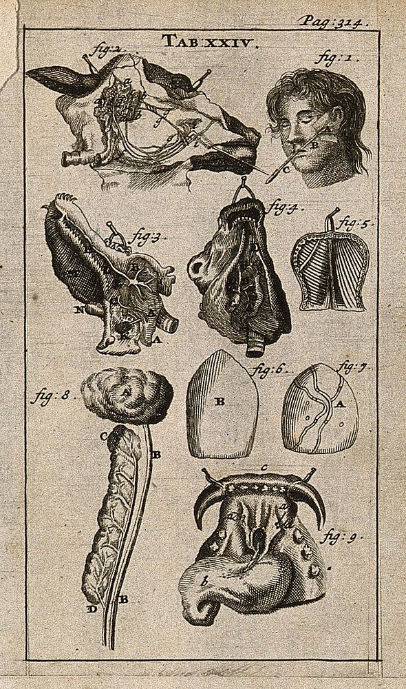 The salivary glands in man and animal. Engraving, 1686.
