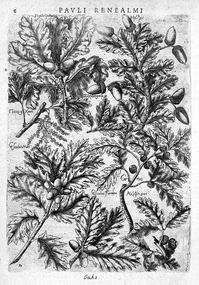 Specimen historiae plantarum. Plantae typis aeneis expressae / [Paul de Reneaulme].