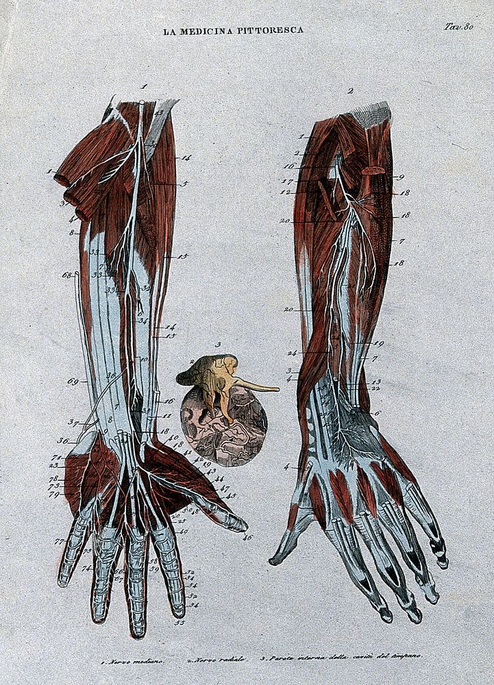 Left, forearm showing nerves; centre, eardrum; right, forearm showing nerves. Coloured engraving, 1834-1837.