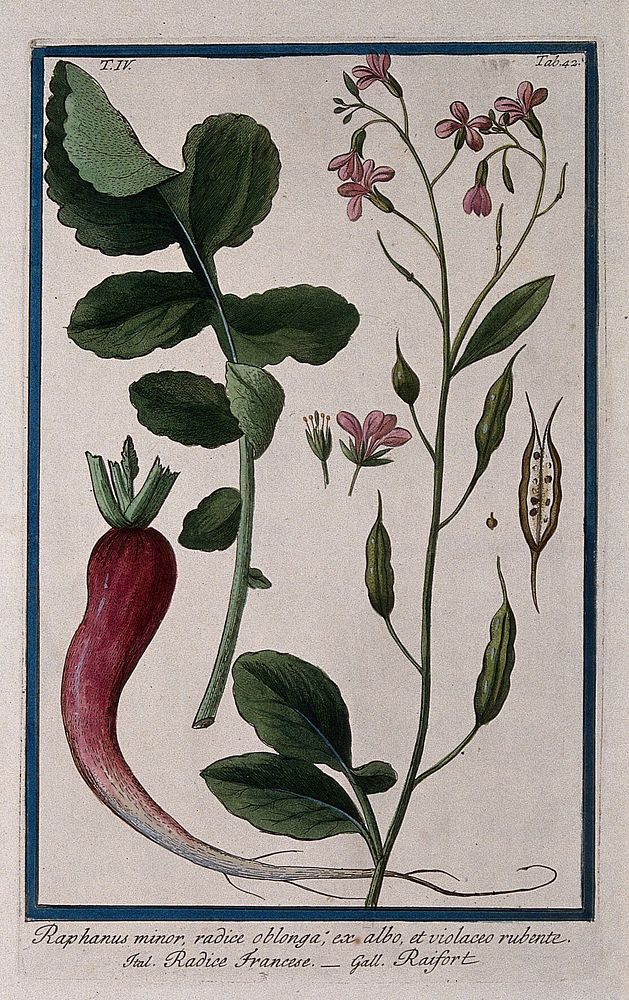 Radish (Raphanus sativus L.): flowering and fruiting stem with separate root, leaf, flower, fruit and seed. Coloured etching…