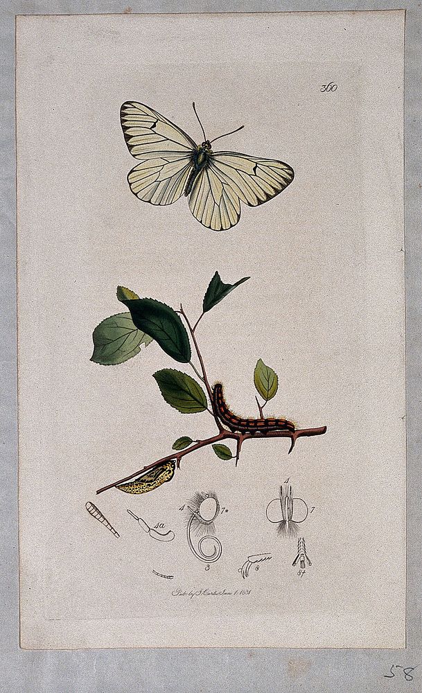 A hawthorn twig (Crataegus species) with an associated butterfly, its caterpillar, chrysalis and anatomical segments.…