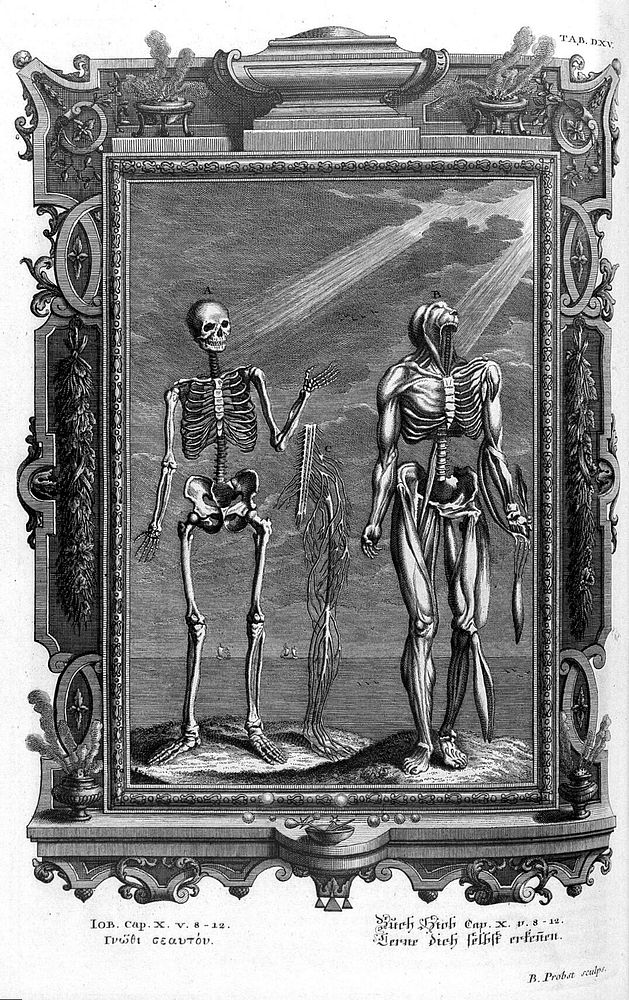 Scheuchzer, 1731-33; Job: skeleton