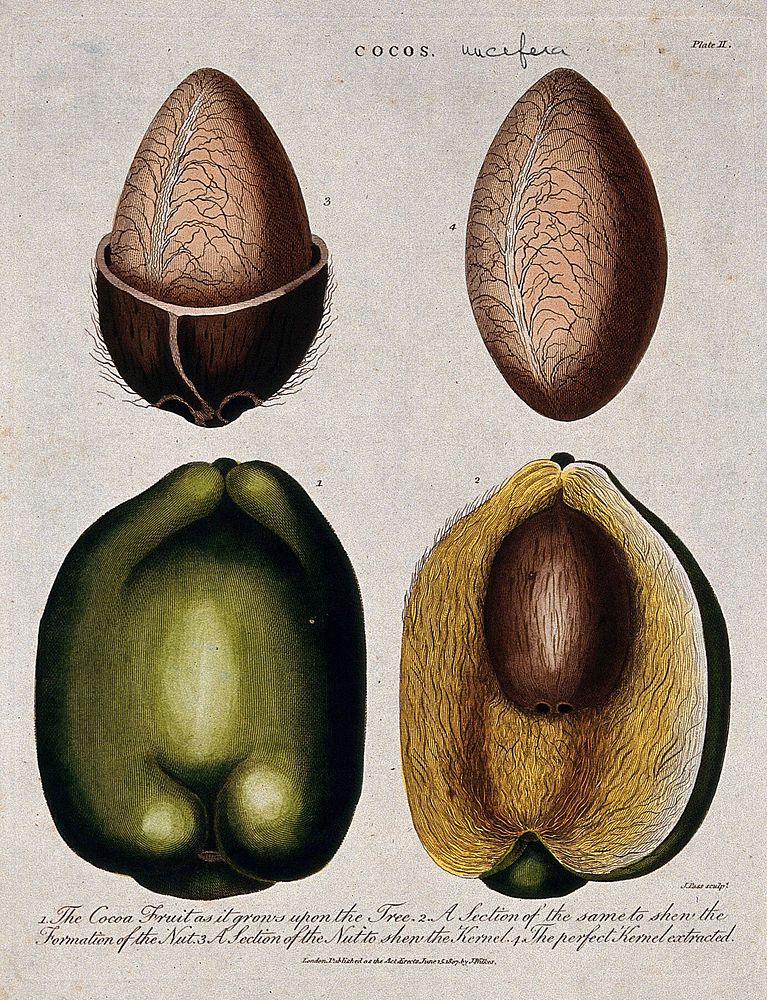 Coconut palm (Cocos nucifera): four sections of the fruit and nut. Coloured etching by J. Pass, c. 1807, after J. Ihle.