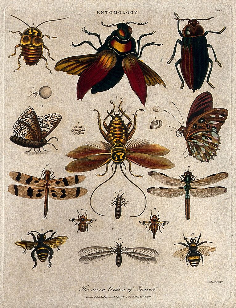 Seven different types of insects including the bee, the butterfly and the dragonfly. Coloured etching by J. Pass, 1804.