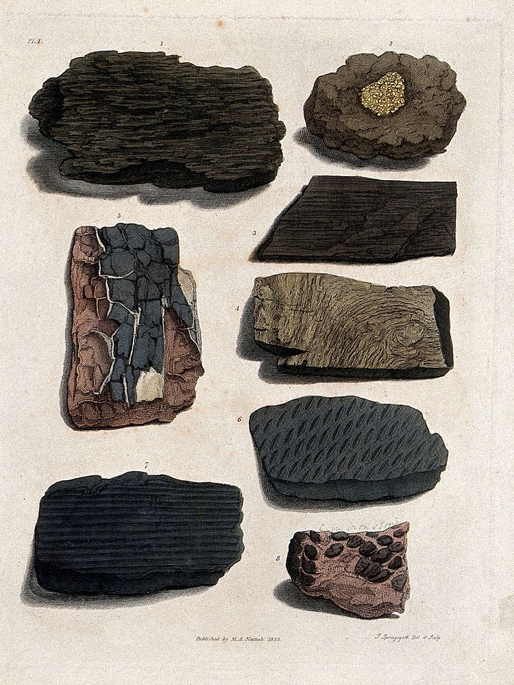 Fossilised organic remains on stones. Coloured etching by S. Springsguth.