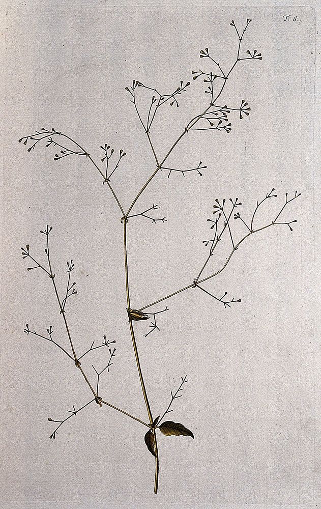 Boerhavia erecta L.: fruiting stem. Coloured engraving after F. von Scheidl, 1770.
