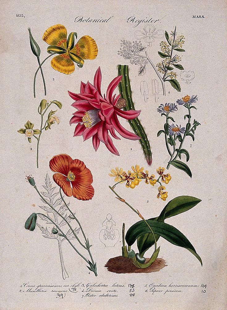 Seven plants, including two orchids and a poppy: flowering stems. Coloured etching, c. 1833.