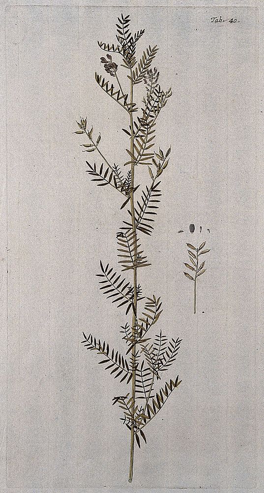 Goat's-thorn (Astragalus sulcatus L.): flowering and fruiting stem with separate fruit and seed. Coloured engraving after F.…