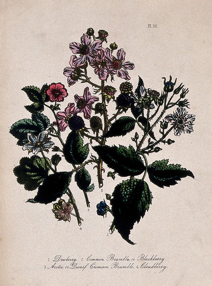 Four British wild flowers with fruit; dewberry, two brambles and cloudberry . Coloured lithograph, c. 1856, after H.…