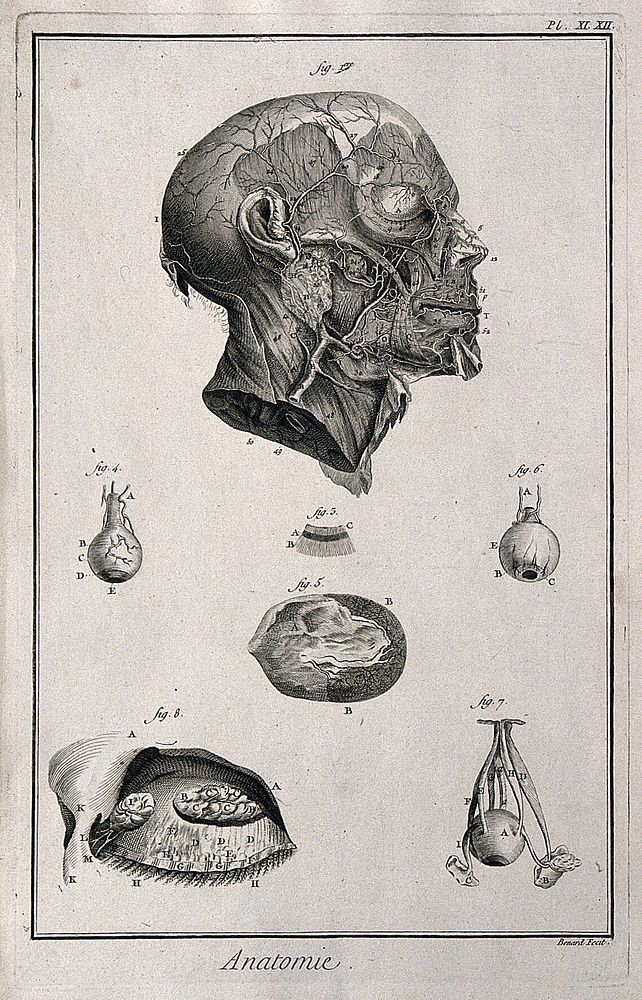 The arteries of the head after Haller; the eye, after Ruysch, Cowper and Bidloo. Engraving by Benard, late 18th century.