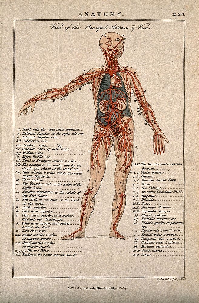An écorché: seen from the front, with left arm extending to the side, showing the principal veins and arteries. Coloured…