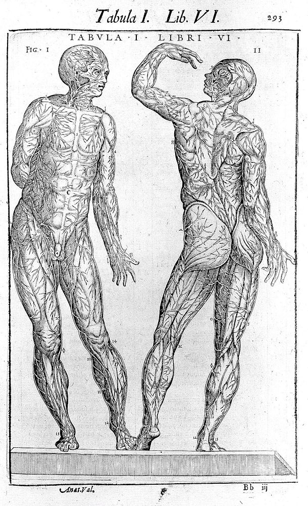 Anatome corporis humani / avctore Joanne Valverdo. Nunc primùm à Michaele Columbo latine reddita, et additis nouis aliquot…