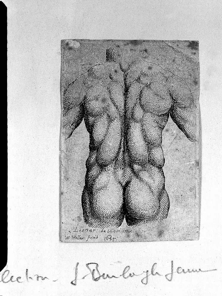 Torso of a man, seen from the back, with the muscles emphasized. Etching by Wenceslaus Hollar after Leonardo da Vinci, 1645.