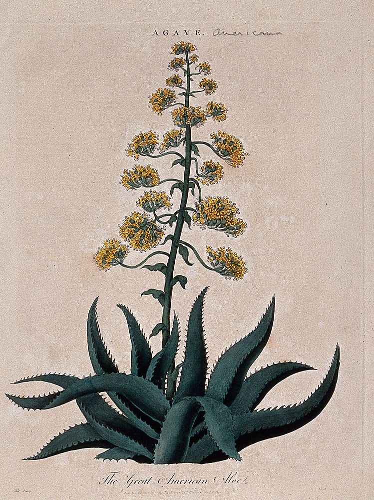 The century plant (Agave americana): flowering stem. Coloured etching by J. Pass, c. 1796, after J. Ihle.